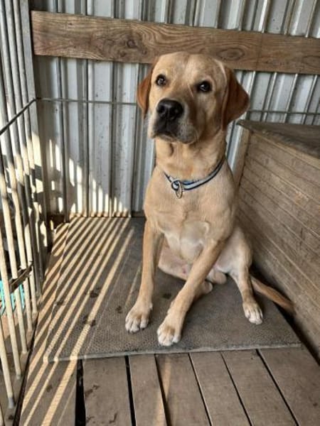 Foxred Labrador Retriever