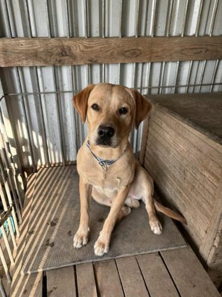 Foxred Labrador Retriever