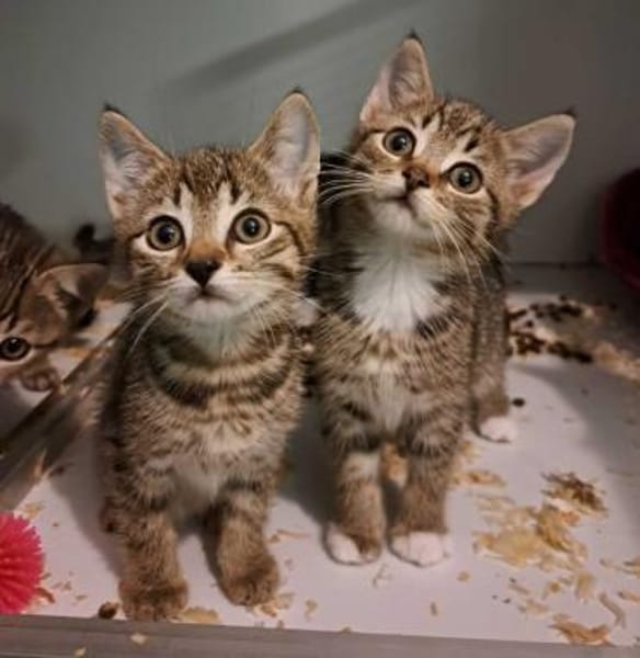 5 Katzenbrüder , leben in 48683 Ahaus
