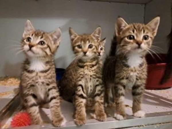 5 Katzenbrüder , leben in 48683 Ahaus