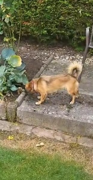 🌺 Peony sucht ein Sofaplätzchen🌺