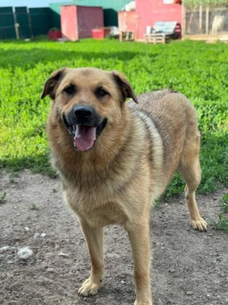 Samson  Herzenshund sucht sein Glück