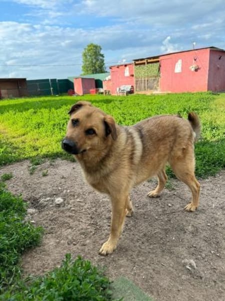 Samson  Herzenshund sucht sein Glück