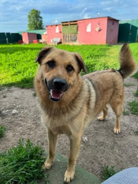 Samson  Herzenshund sucht sein Glück