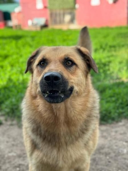 Samson  Herzenshund sucht sein Glück