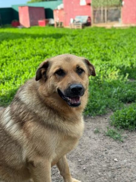 Samson  Herzenshund sucht sein Glück