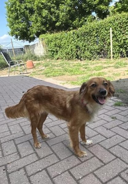 Liebe Hündin Sophia