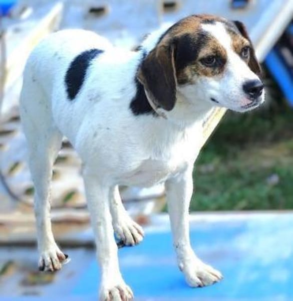 BESSIE sucht Zuhause