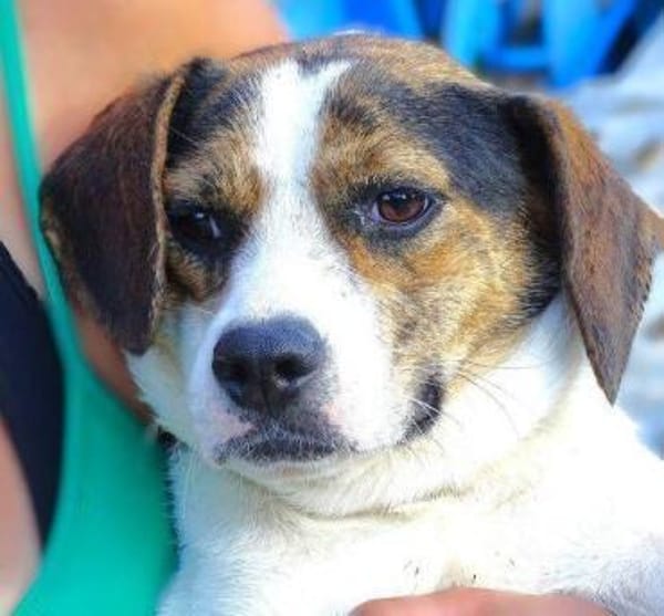 BESSIE sucht Zuhause