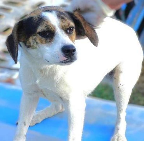 BESSIE sucht Zuhause