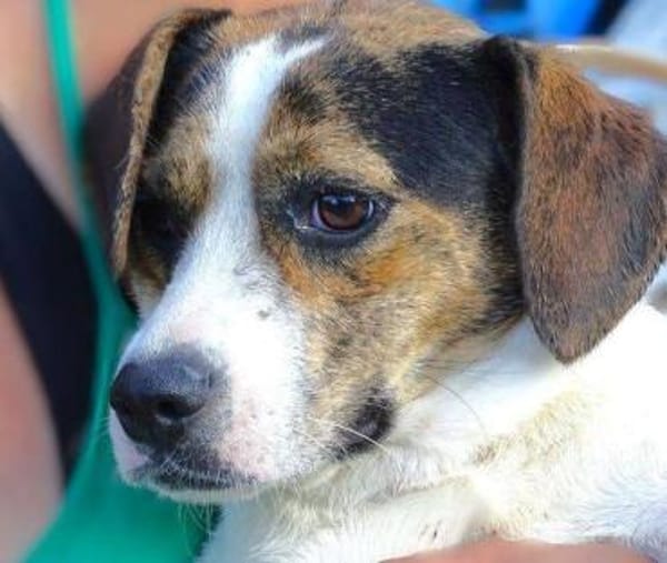 BESSIE sucht Zuhause