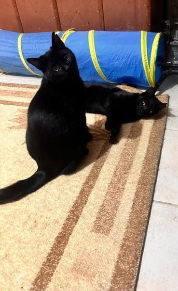 Matteo und Apollo aus dem Tierschutz