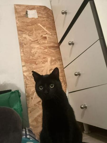 Matteo und Apollo aus dem Tierschutz