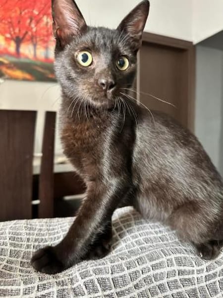 Matteo und Apollo aus dem Tierschutz