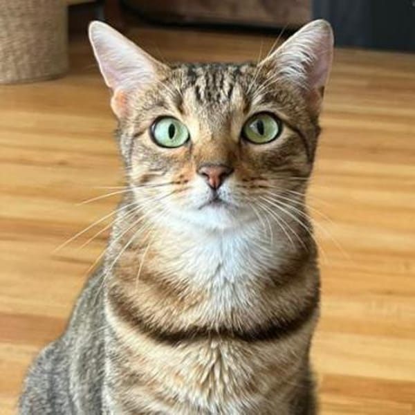 Die schöne TOKIO sucht ein Zuhause