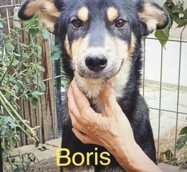 Boris 2 Jahre