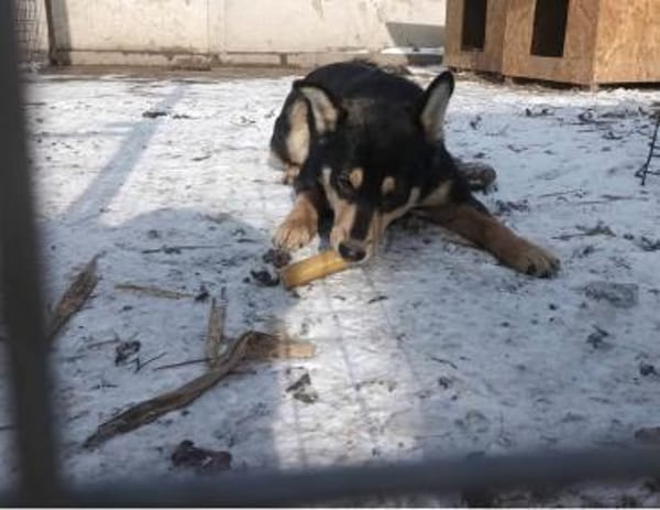 Boris 2 Jahre