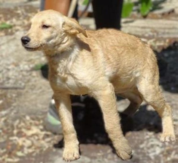 Kleine BEA sucht Familie