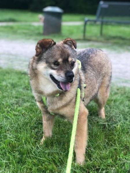 BUDDY, m., kastr., Mischling, 35 cm