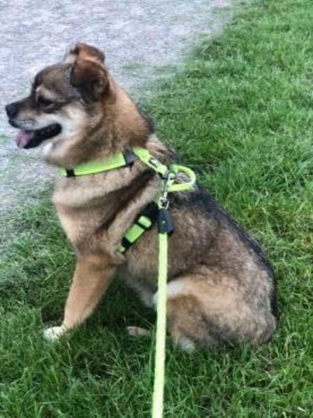 BUDDY, m., kastr., Mischling, 35 cm