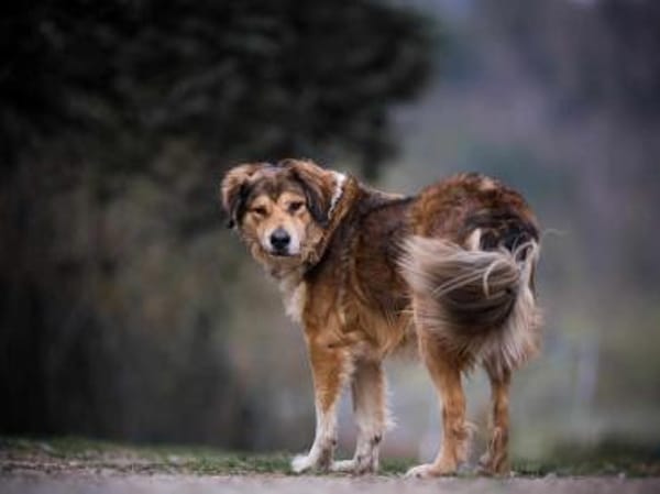 Dimo, der sanfte Riese 64 cm 5 Jahre