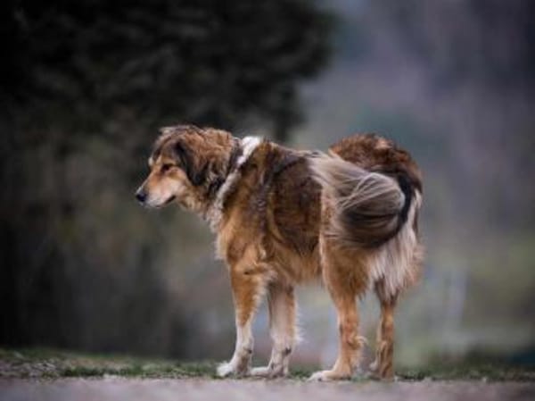 Dimo, der sanfte Riese 64 cm 5 Jahre