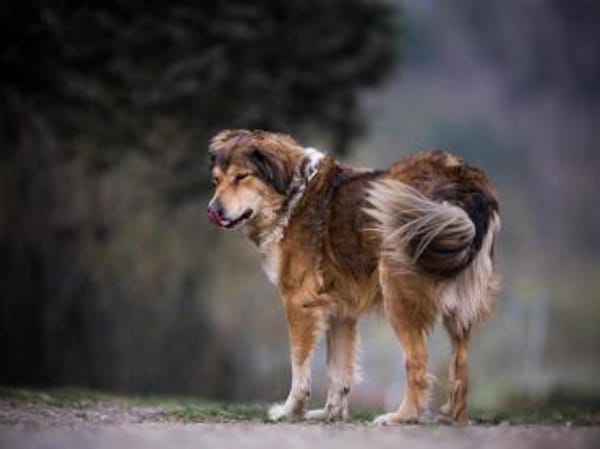 Dimo, der sanfte Riese 64 cm 5 Jahre