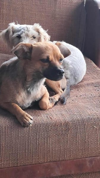 Isolde, klein, zuckersüß sucht Zuhause