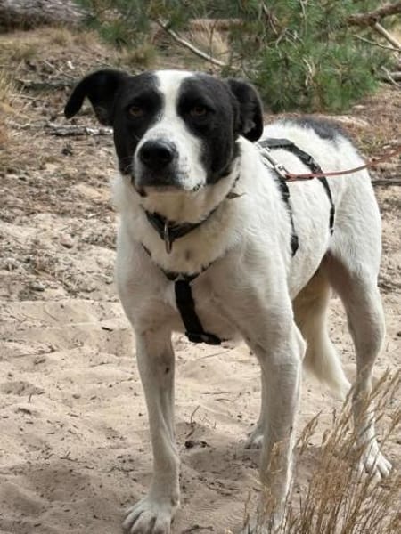 Tom - sanfter Hundejunge