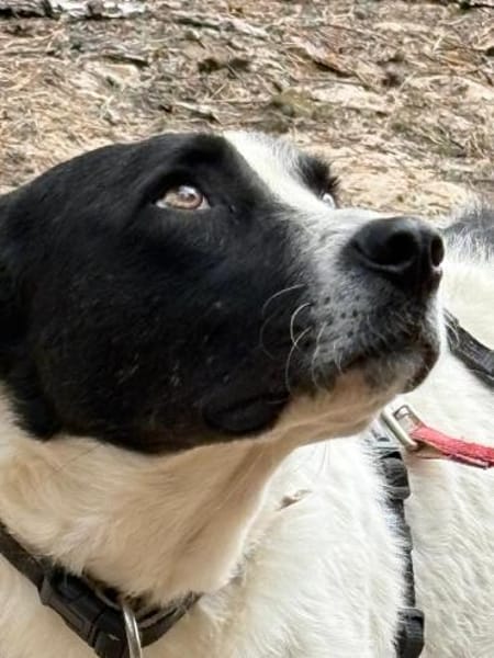 Tom - sanfter Hundejunge