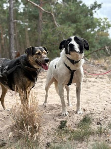 Tom - sanfter Hundejunge