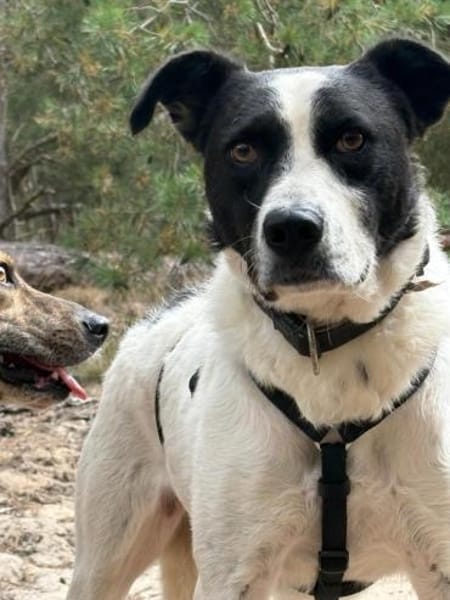 Tom - sanfter Hundejunge