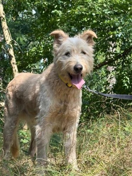 Messi - Roller Charakterhund