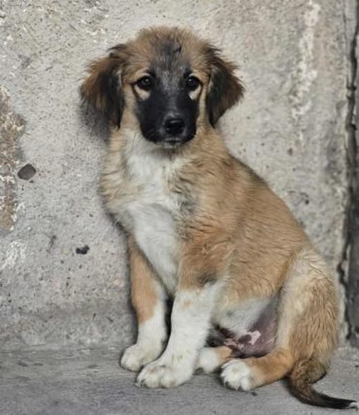 Cody - Familienanschluss gesucht