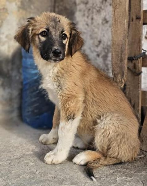 Cody - Familienanschluss gesucht