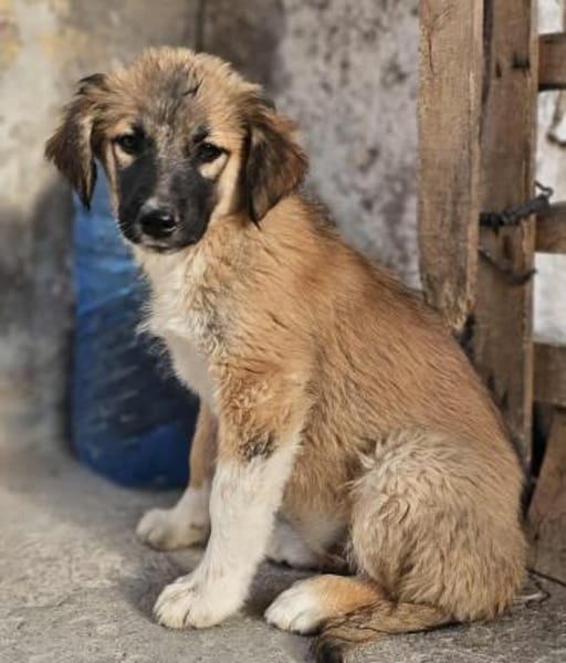 Cody - Familienanschluss gesucht