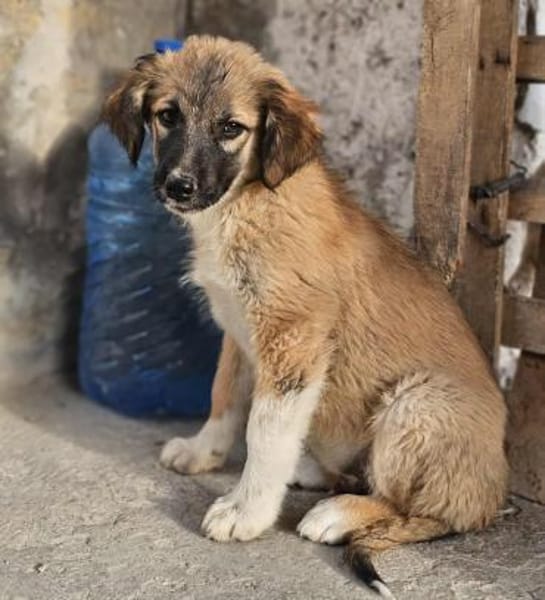 Cody - Familienanschluss gesucht