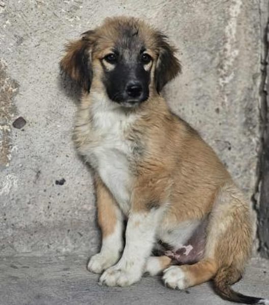 Cody - Familienanschluss gesucht