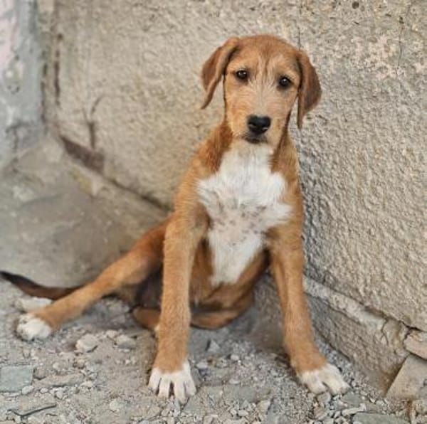 Wickie - Für-Immer-Körbchen gesucht