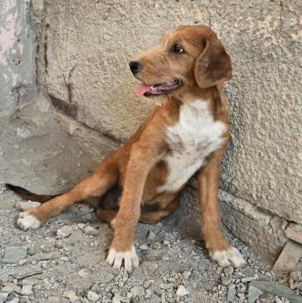Wickie - Für-Immer-Körbchen gesucht