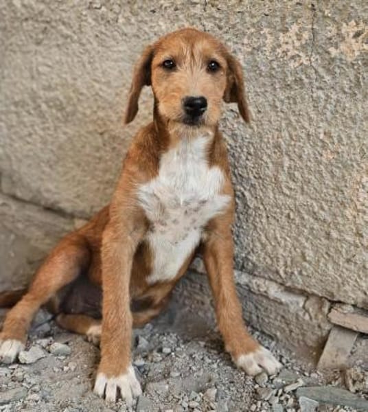 Wickie - Für-Immer-Körbchen gesucht
