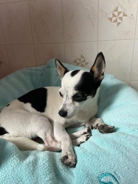 Kleine freundliche Chihuahua Hündin Amy