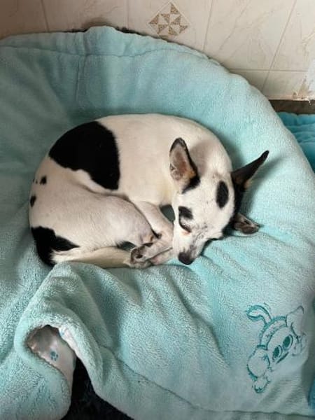 Kleine freundliche Chihuahua Hündin Amy