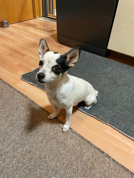 Kleine freundliche Chihuahua Hündin Amy