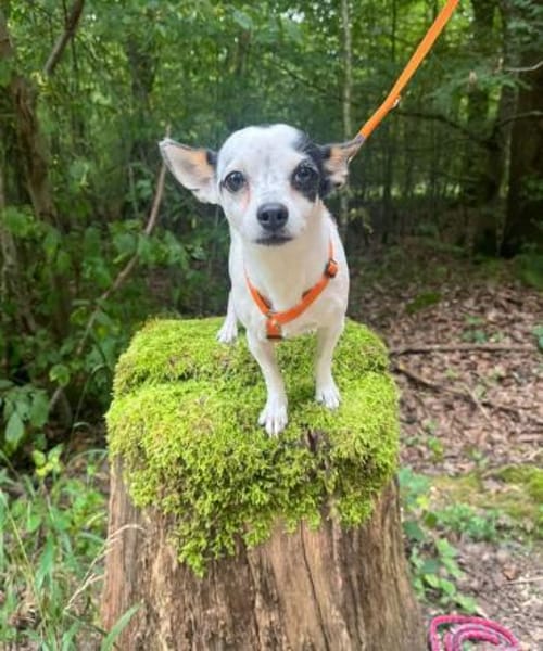 Kleine freundliche Chihuahua Hündin Amy