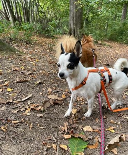 Kleine freundliche Chihuahua Hündin Amy