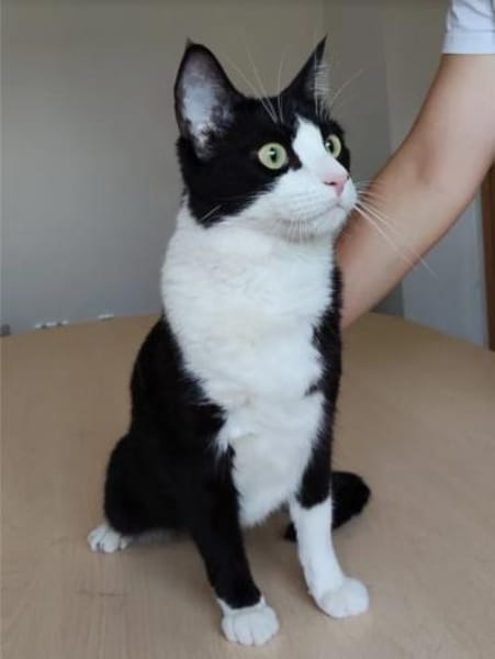 Raspy -sehr liebes, gutmütiges Katerchen