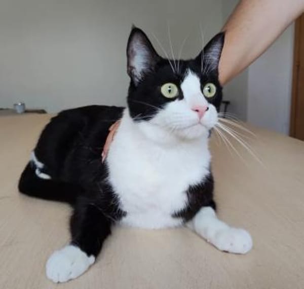 Raspy -sehr liebes, gutmütiges Katerchen