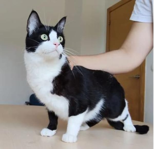 Raspy -sehr liebes, gutmütiges Katerchen