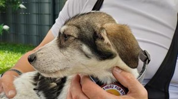 Süßes Welpenmädchen Cody